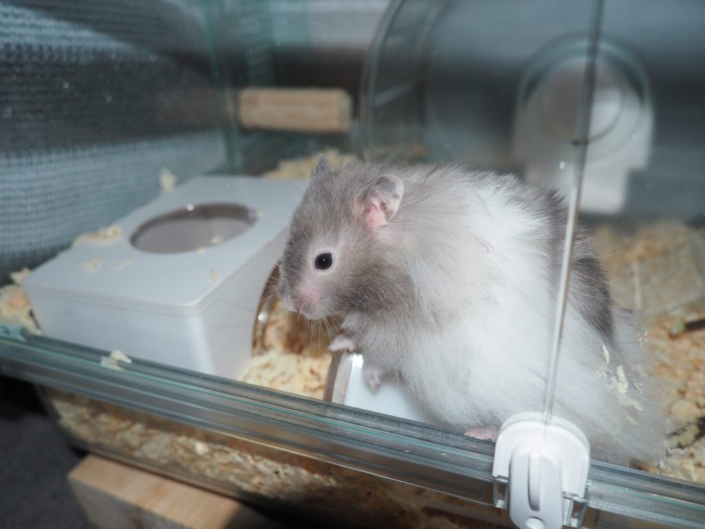 ハムスター