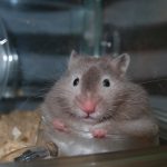 レイニーブログ