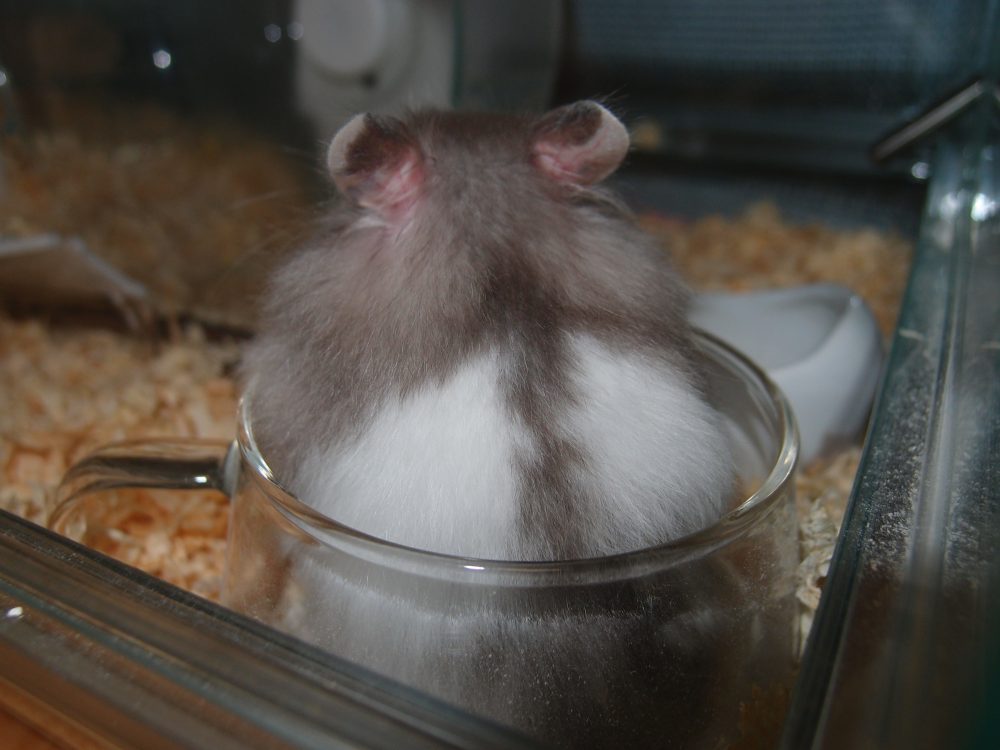 レイニーブログ