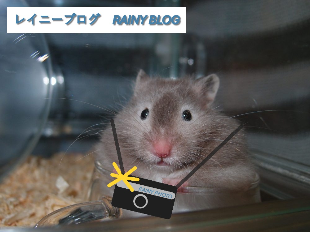 レイニーブログ